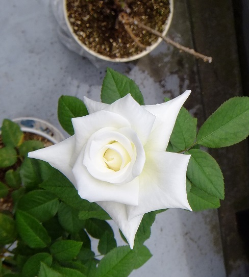 オスカル フランソワ再び開花 白薔薇 銀細工